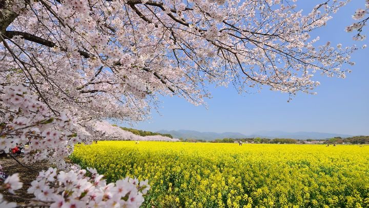 🏞️ 사이토바루 고분군 (西都原古墳群) 이미지 6